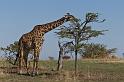 104 Tanzania, N-Serengeti, giraffe